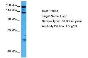 Image no. 1 for anti-Ubiquitin Specific Peptidase 7 (Herpes Virus-Associated) (USP7) (Middle Region) antibody (ABIN2787924)