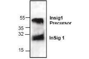 Image no. 1 for anti-Insulin Induced Gene 1 (INSIG1) antibody (ABIN411520)
