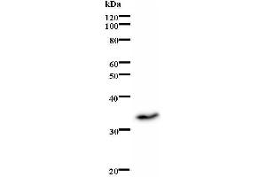 Image no. 1 for anti-Inhibitor of DNA Binding 1, Dominant Negative Helix-Loop-Helix Protein (ID1) antibody (ABIN931172)