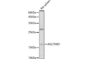 PYCARD antibody  (AA 50-195)