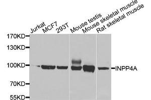 Image no. 1 for anti-Inositol Polyphosphate-4-Phosphatase, Type I, 107kDa (INPP4A) antibody (ABIN2736982)