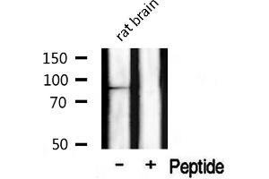 Image no. 2 for anti-Clock Homolog (Mouse) (CLOCK) antibody (ABIN6260894)