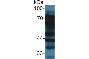 Image no. 2 for anti-Vitronectin (VTN) (AA 21-400) antibody (ABIN1872299)