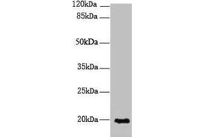 NUDT11 anticorps  (AA 1-164)