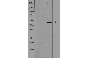 Image no. 1 for anti-Cell Division Cycle 40 (CDC40) antibody (ABIN6258463)