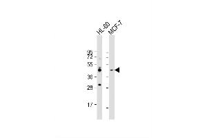 Image no. 2 for anti-Chemokine (C-C Motif) Receptor 10 (CCR10) (AA 1-30), (N-Term) antibody (ABIN657666)