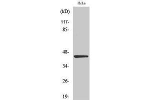 Image no. 1 for anti-Endonuclease VIII-Like 1 (NEIL1) (C-Term) antibody (ABIN3185815)