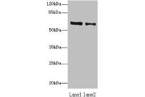 ZNF626 anticorps  (AA 1-92)