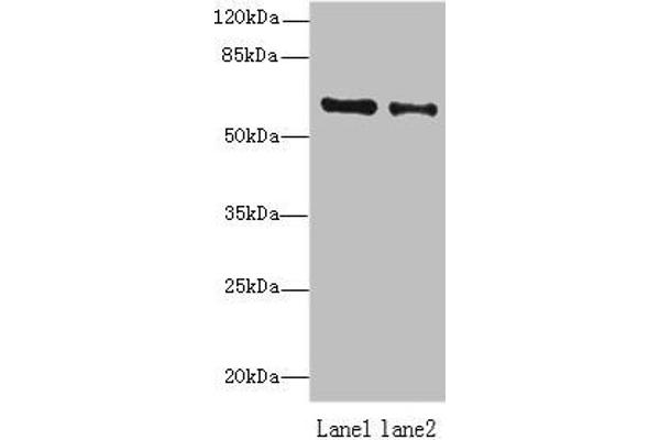 ZNF626 antibody  (AA 1-92)