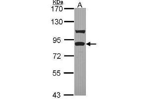 Image no. 2 for anti-Toll-Like Receptor Adaptor Molecule 1 (TICAM1) (C-Term) antibody (ABIN2855929)