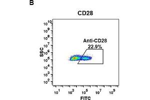 Image no. 4 for anti-CD28 (CD28) (AA 19-152) antibody (ABIN6964060)