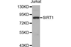 Image no. 2 for anti-Sirtuin 1 (SIRT1) antibody (ABIN1874783)