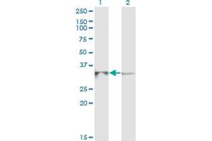 Western Blot analysis of RPP40 expression in transfected 293T cell line by RPP40 monoclonal antibody (M03), clone 1G8.