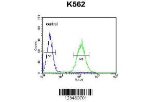 Image no. 1 for anti-POU Class 5 Homeobox 1B (POU5F1B) (AA 214-242), (C-Term) antibody (ABIN654776)