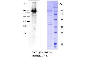 Image no. 2 for Chloride Channel Accessory 1 (CLCA1) (AA 22-913) protein (rho-1D4 tag,His tag) (ABIN3137110)