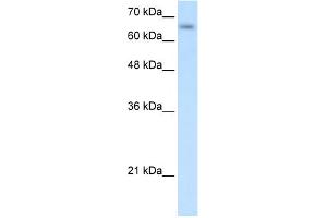 Image no. 1 for anti-Solute Carrier Family 39 (Zinc Transporter), Member 12 (SLC39A12) (N-Term) antibody (ABIN2781729)