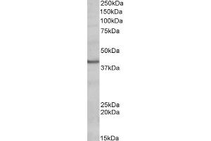 Image no. 1 for anti-POU Domain, Class 4, Transcription Factor 3 (POU4F3) (Internal Region) antibody (ABIN571162)