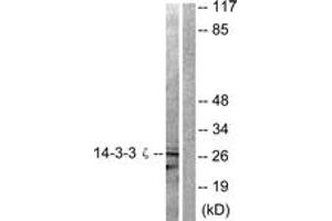 Image no. 2 for anti-14-3-3 zeta (YWHAZ) (AA 24-73) antibody (ABIN1532187)