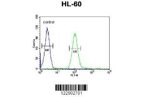 Image no. 3 for anti-Coenzyme Q Biosynthesis Protein 7 (Coq7) (AA 162-191), (C-Term) antibody (ABIN652061)