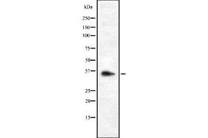 Image no. 1 for anti-Olfactory Receptor, Family 9, Subfamily G, Member 1 (OR9G1) (Internal Region) antibody (ABIN6263900)