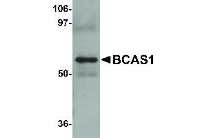 anti-Breast Carcinoma Amplified Sequence 1 (BCAS1) (C-Term) antibody