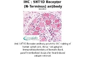 Image no. 1 for anti-Serotonin Receptor 1D (HTR1D) (Extracellular Domain), (N-Term) antibody (ABIN1731353)