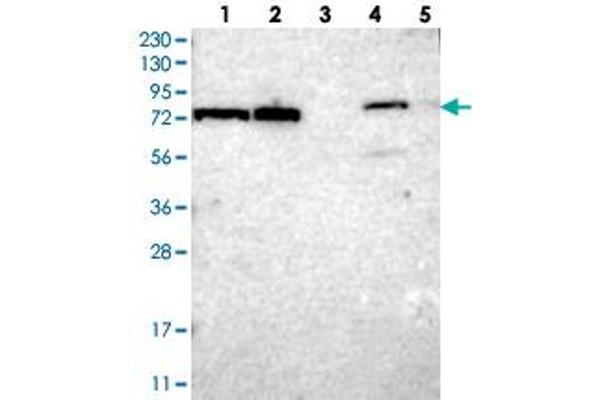 TTC14 antibody