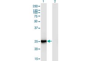 Image no. 2 for anti-Folliculogenesis Specific Basic Helix-Loop-Helix (FIGLA) (AA 110-219) antibody (ABIN1327055)