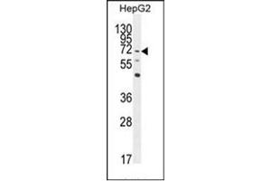 Image no. 2 for anti-Negative Regulator of Reactive Oxygen Species (NRROS) (AA 618-648), (C-Term) antibody (ABIN953217)