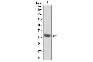 Image no. 4 for anti-Cyclin-Dependent Kinase 2 (CDK2) (AA 197-295) antibody (ABIN1497393)