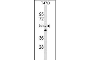 HNRPLL Antibody (N-term) (ABIN1539035 and ABIN2849349) western blot analysis in T47D cell line lysates (35 μg/lane).