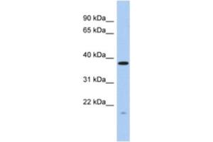 anti-RWD Domain Containing 2A (RWDD2A) antibody