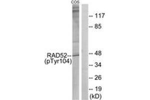 Western blot analysis of extracts from COS7 cells treated with H2O2 100uM 30', using RAD52 (Phospho-Tyr104) Antibody.