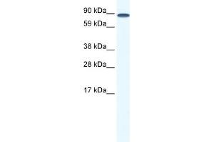 TCF12 抗体  (N-Term)
