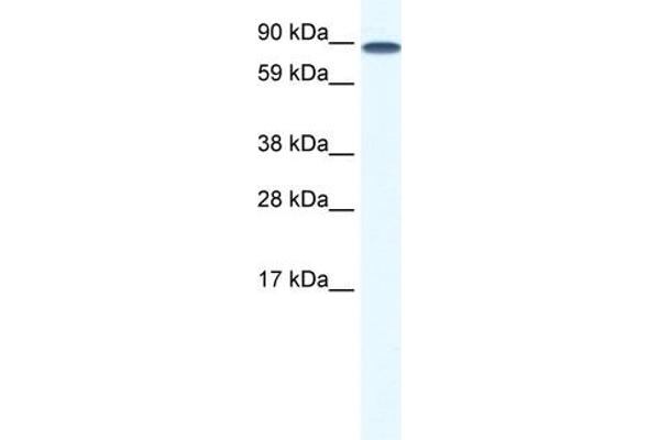 TCF12 anticorps  (N-Term)