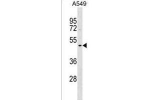 DNASE1L1 Antibody (Center) (ABIN1537961 and ABIN2850217) western blot analysis in A549 cell line lysates (35 μg/lane).