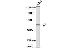 Western blot analysis of extracts of U2OS cells using CIR1 Polyclonal Antibody at dilution of 1:1000.
