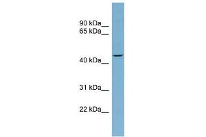 Image no. 1 for anti-F-Box Protein 4 (FBXO4) (Middle Region) antibody (ABIN2774699)