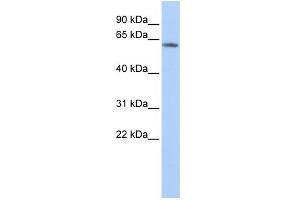 Image no. 1 for anti-Potassium Voltage-Gated Channel, Subfamily G, Member 4 (Kcng4) (N-Term) antibody (ABIN2776311)