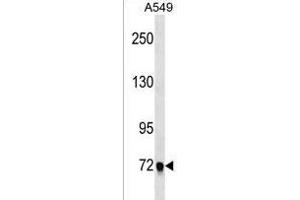 EPB41L5 Antibody (Center) (ABIN1538354 and ABIN2838247) western blot analysis in A549 cell line lysates (35 μg/lane).