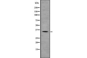 Image no. 2 for anti-Guanine Nucleotide Binding Protein (G Protein), beta Polypeptide 2 (GNB2) (C-Term) antibody (ABIN6262013)