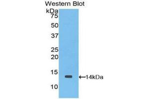 Image no. 1 for anti-Chemokine (C-C Motif) Ligand 9 (Ccl9) (AA 27-117) antibody (ABIN1859835)