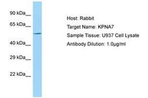 Image no. 1 for anti-Karyopherin alpha 7 (Importin alpha 8) (KPNA7) (AA 424-473) antibody (ABIN6750111)