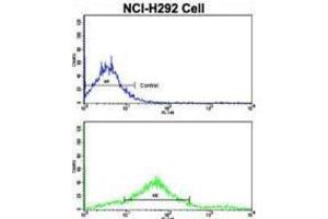Image no. 1 for anti-Cadherin 7 (CDH7) antibody (ABIN2998181)