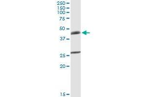 B4GALT3 MaxPab rabbit polyclonal antibody.