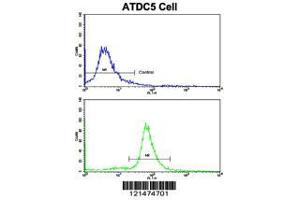 Image no. 3 for anti-Ornithine Carbamoyltransferase (OTC) (AA 71-98) antibody (ABIN390915)