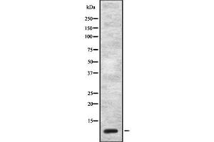 Cholecystokinin 抗体  (Internal Region)