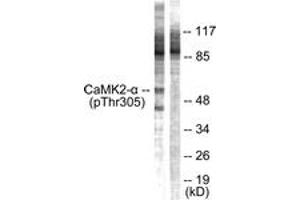 Western blot analysis of extracts from NIH-3T3 cells, using CaMK2 alpha/beta/delta (Phospho-Thr305) Antibody.