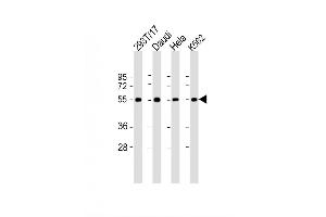Image no. 2 for anti-Natural Killer Cell Cytotoxicity Receptor 3 Ligand 1 (NCR3LG1) (AA 389-415), (C-Term) antibody (ABIN1537251)