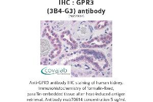 Image no. 2 for anti-G Protein-Coupled Receptor 3 (GPR3) (AA 1-331), (full length) antibody (ABIN1723471)